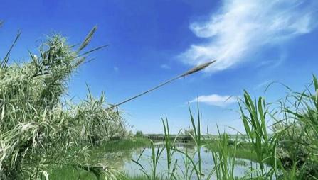 武汉湿地公园哪个值得去？即将建成的安山湿地公园很不错——努力达